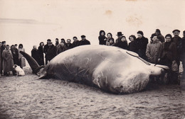 Sallenelles (Calvados 14) Photographie  Souvenir De La Baleine à Bec Arrivée Le 22 Fevrier 1953 à La Baie De Sallenelles - Lieux