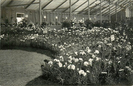 Horticulture - Fleurs - Chrysanthèmes - Paris ? - Exposition - Carte Photo - Dép 94 - Ivry Sur Seine - Bon état - Andere & Zonder Classificatie