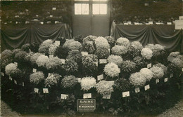 Horticulture - Fleurs - Chrysanthèmes - Paris ? - Exposition - Carte Photo - Dép 91 - Igny - Bon état - Andere & Zonder Classificatie