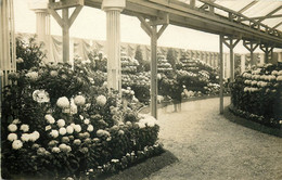 Horticulture - Fleurs - Chrysanthèmes - Paris ? - Exposition - Carte Photo - Bon état - Andere & Zonder Classificatie