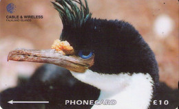 FALKLAND ISLANDS (MALVINAS). FLK-229A. King Cormorant. 60000 Ex. (008) - Falkland Islands