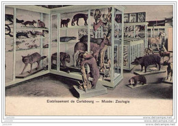 CARLSBOURG ..-- Musée . Zoologie . 1912 Vers BXL ( Melle Marie WALLON ) . Voir Verso . - Paliseul
