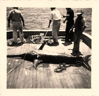 Pêche Au Gros , Pêche En Mer * 9 Photos Anciennes * Pêcheurs * Thon Requin Espadon - Fischerei