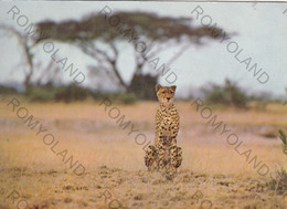 CARTOLINA  AMBOSELI NAZIONAL PARK,KENYA-CHEETAH,VIAGGIATA 1965 - Kenya