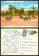 Animal Zebra Busch Gardens Tampa Train Nice Stamp #15299 - Zebras