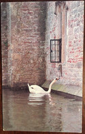 CPSM, écrite En 1981, Bell Ringing Swan (Cygne). Bishops Palace. Wells Angleterre England - Wells