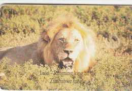 Zimbabwe - Lion - Simbabwe