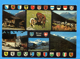 NOV389, St. Luc, Val D'Anniviers, Chèvre, Ziege, Goat, Vache D'Hérens, 51801, Klopfenstein, GF, Circulée - Saint-Luc