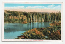 Beaver Dam, Near Mammoth Hot Springs, Yellowstone Park. - Yellowstone