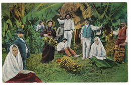 Delcampe - LAS PALMAS - GRAN CANARIA - COSECHA DE BANANAS - Sans éditeur - Gran Canaria