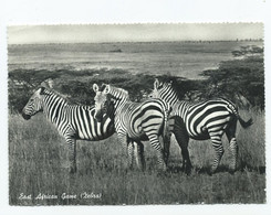 Zebras East African Game Rp Mombasa - Zèbres