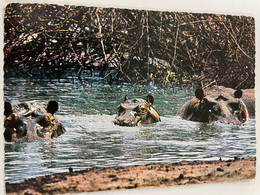 East African Game - HIPPOPOTAMES - KENYA - Hippopotames