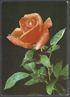 PC Fot. S.Czarnogorski,Poland, : Fleur,Rose. Circulé + Timbres 1978 - Flowers