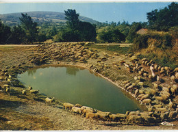 LA COUVERTOIRADE LAVOGNE TROUPEAU MOUTONS POINT D'EAU LOT 7 CARTES - Otros & Sin Clasificación