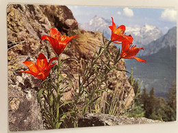 Fleurs Des Alpes - Lis Orangé - Flowers