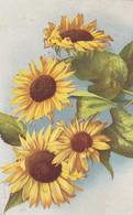 AK Sonnenblumen - 1913 (59314) - Flowers