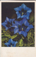 AK Veilchen - 1939 (59316) - Flowers