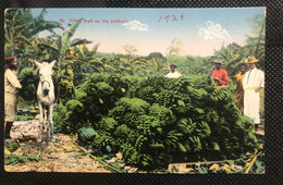 Postcard Pilling Fruit  1923 - Costa Rica