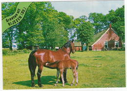 Groeten Uit Rijssen (OV.) - (Nederland / Holland)  - Nr. 635 - Paard En Veulen Voor De Boerderij - Rijssen