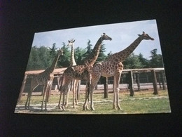 GIRAFFA CAMELOPARDALIS RETICULATA PARCO FAUNISTICO LE CORNELLE VALBREMBO BERGAMO - Girafes