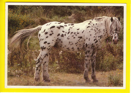 Dotted Horse - Horses
