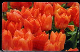 ROMANIA 2003 PHONECARDS FLOWERS USED VF!! - Fleurs