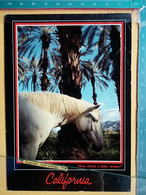KOV 505-13 - HORSE, CHEVAL, CALIFORNIA - Horses
