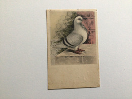 Carte Postale Ancienne Pigeon Nr. 740 Albert Hoffmann Magdeburg - Birds