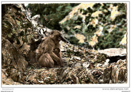 CPA (Réf : Q 036)  BLIDA - MEDEA - ALGER (AFRIQUE ALGÉRIE) 419 - Le Ruisseau Des Singes. Une Guenon Et Son Petit - Blida