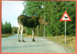 Norway 2009 / Elg - Skogens Konge - Moose On The Road / Eagle Aquila Chrysaetos 2006 - Norway