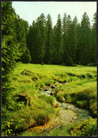 F5721 - TOP Vogtland Lichtung Motivkarte  - Verlag Bild Und Heimat Reichenbach - Vogtland