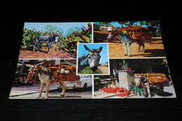 39892-                      SPAIN, BURRO - Donkeys