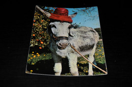 39915-                     SPAIN, BENIDORM, BURRO BOTIJERO, DONKEY - Esel