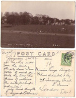 (Royaume-Uni) Angleterre Sussex 028, Arundel, Deer  In Arunbdel Park - Arundel