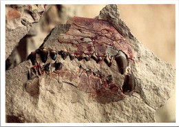 South Dakota Badlands National Park A Fossil Oreodon Skull - Andere