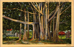 Florida Sarasota Jungle Gardens Giant Banyan Tree Curteich - Sarasota
