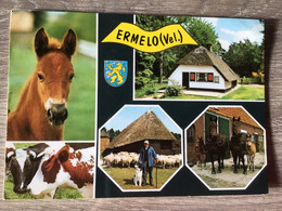 Nederland Pays-Bas Holland. Ermelo.( Boer Schaap Hond Paard Koeien Veulen Schapen Huis ) - Ermelo