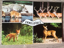 Nederland Pays-Bas Holland. Ermelo. ( Everzwijn Hert Ree Vos ) - Ermelo