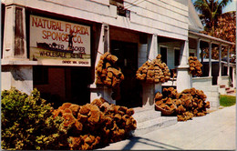 Florida Key West Natural Florida Sponge Company Shop - Key West & The Keys