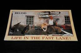 39938-                          IRELAND, LIFE IN THE FAST LANE!, BURRO, DONKEY, ESEL, ÂNE - Anes