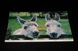 39941-                          IRELAND, TWO OF A KIND, BURRO, DONKEY, ESEL, ÂNE - Esel