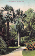 A Palm Garden In San José  CALIFORNIA - San Jose