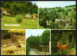 F5805 - TOP Waschleithe Tierpark - Verlag Bild Und Heimat Reichenbach - Schwarzenberg (Erzgeb.)