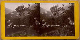 Bocognano - Photo Stéréo Ancienne - Un Coin De Végétation - Panorama - Août 1908 - Corse Du Sud 2A - Other & Unclassified
