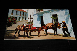 39955-              SPAIN  ESPANA, COSTA DEL SOL, MIJAS / BURRO, DONKEY, ESEL, ÂNE - Esel