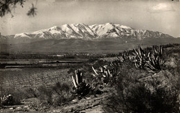 N°20836 Z -cpsm Le Roussillon -la Plaine Près De Perpignan-le Canigou- - Roussillon