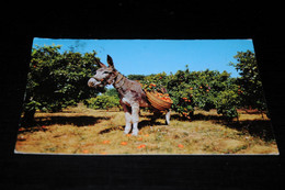 39972-              SPAIN  ESPANA, VALENCIA / BURRO, DONKEY, ESEL, ÂNE - Ezels