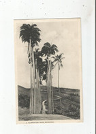 BARBADOS 4826  A PLANTATION ROAD 1936 - Barbados