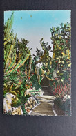 CARTE POSTALE JARDIN EXOTIQUE DE MONACO 1950 MONTE CARLO A SORO DANEMARK TIMBRES PRINCE DE MONACO 15 F ET 12F - Monte-Carlo