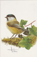 002.BUZIN. LA MESANGE BOREALE(carte Signée A. Buzin) - 1985-.. Birds (Buzin)